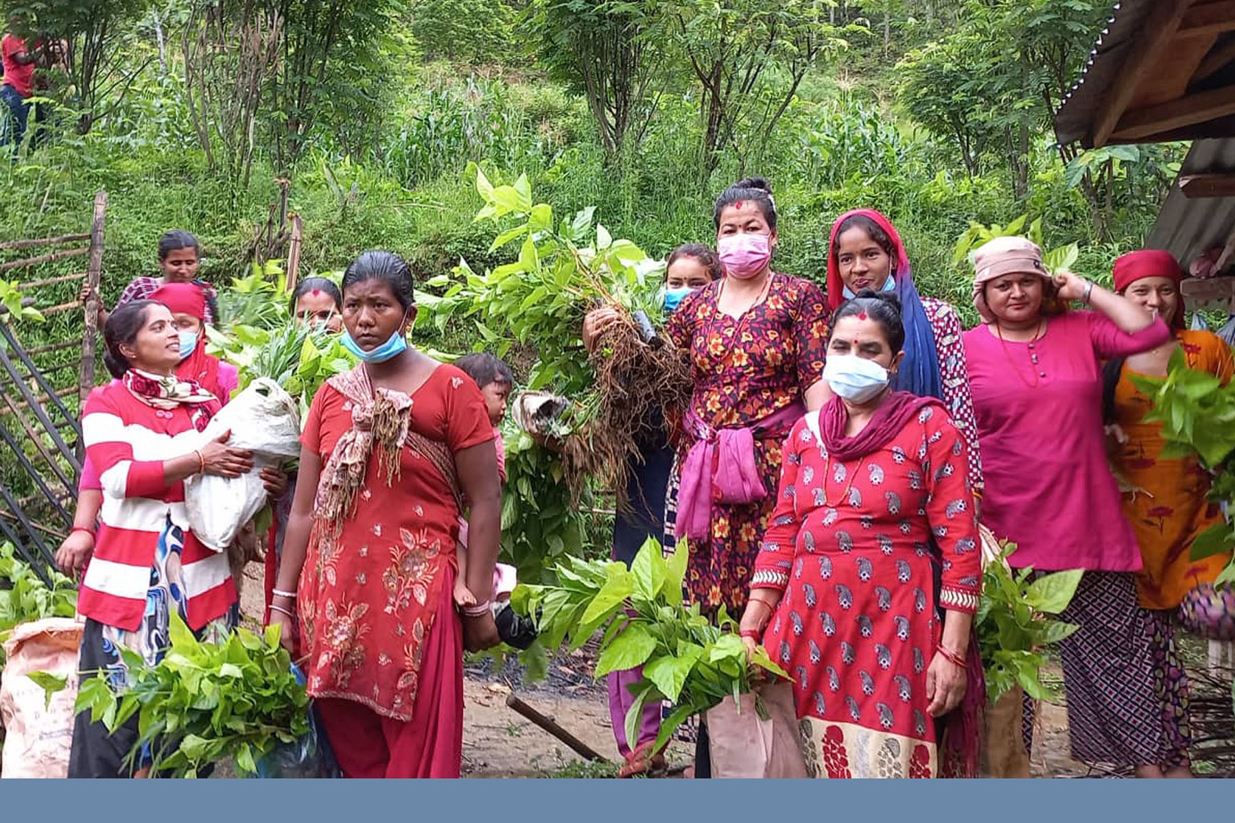 किसानलाई घाँसको बिरुवा वितरण