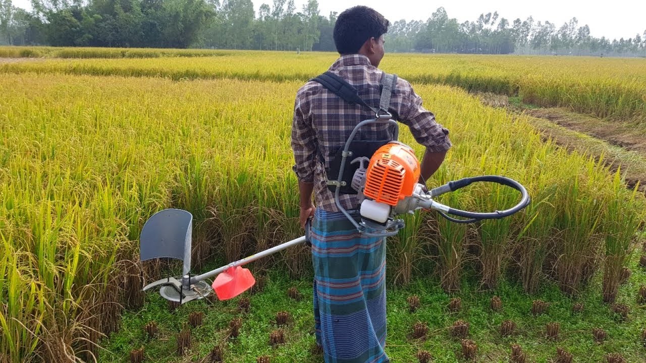 प्रविधिमैत्री बन्दै खजुराका किसान