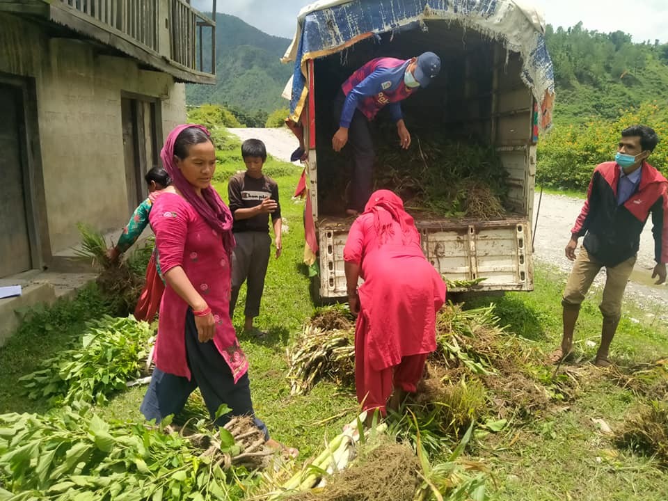 सल्यानका कृषकलाई घाँस