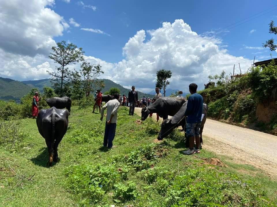 जाजरकोटमा नगरपालिकाद्धारा भैँसी वितरण