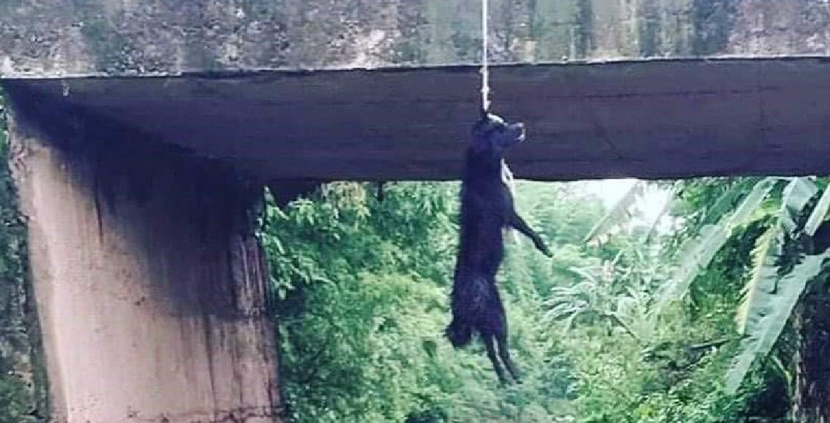 सुर्खेतमा कुकुरको हत्या गर्नेमाथि कारबाहीको माग