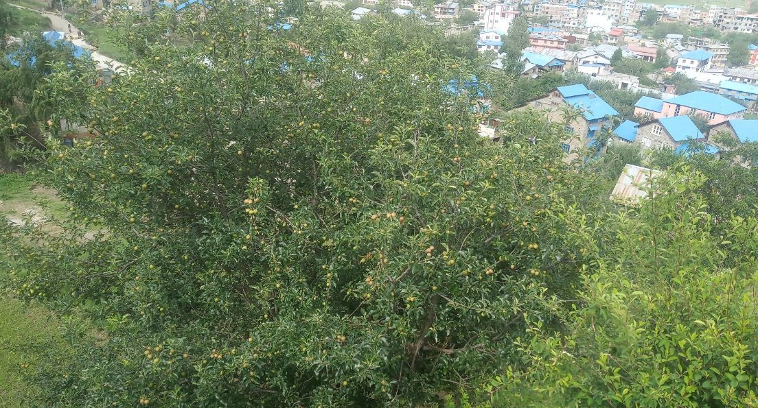 जुम्लाका स्याउ