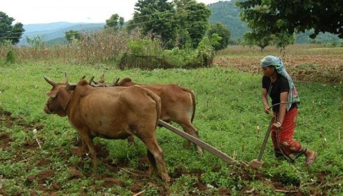 कर्णालीमा उत्कृष्ट कृषकलाई सुनको हलो