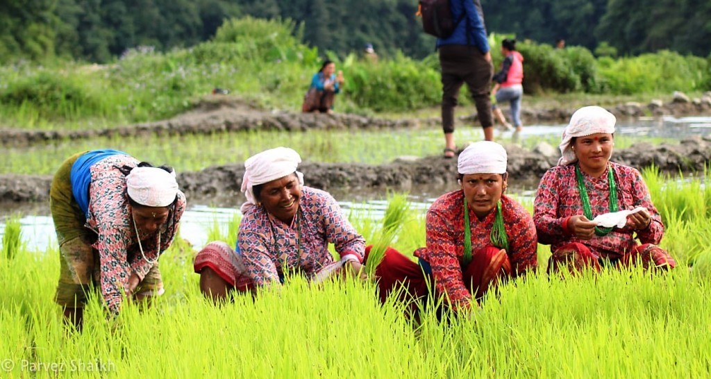 कर्णालीमा रोपाइँ आधा बढी