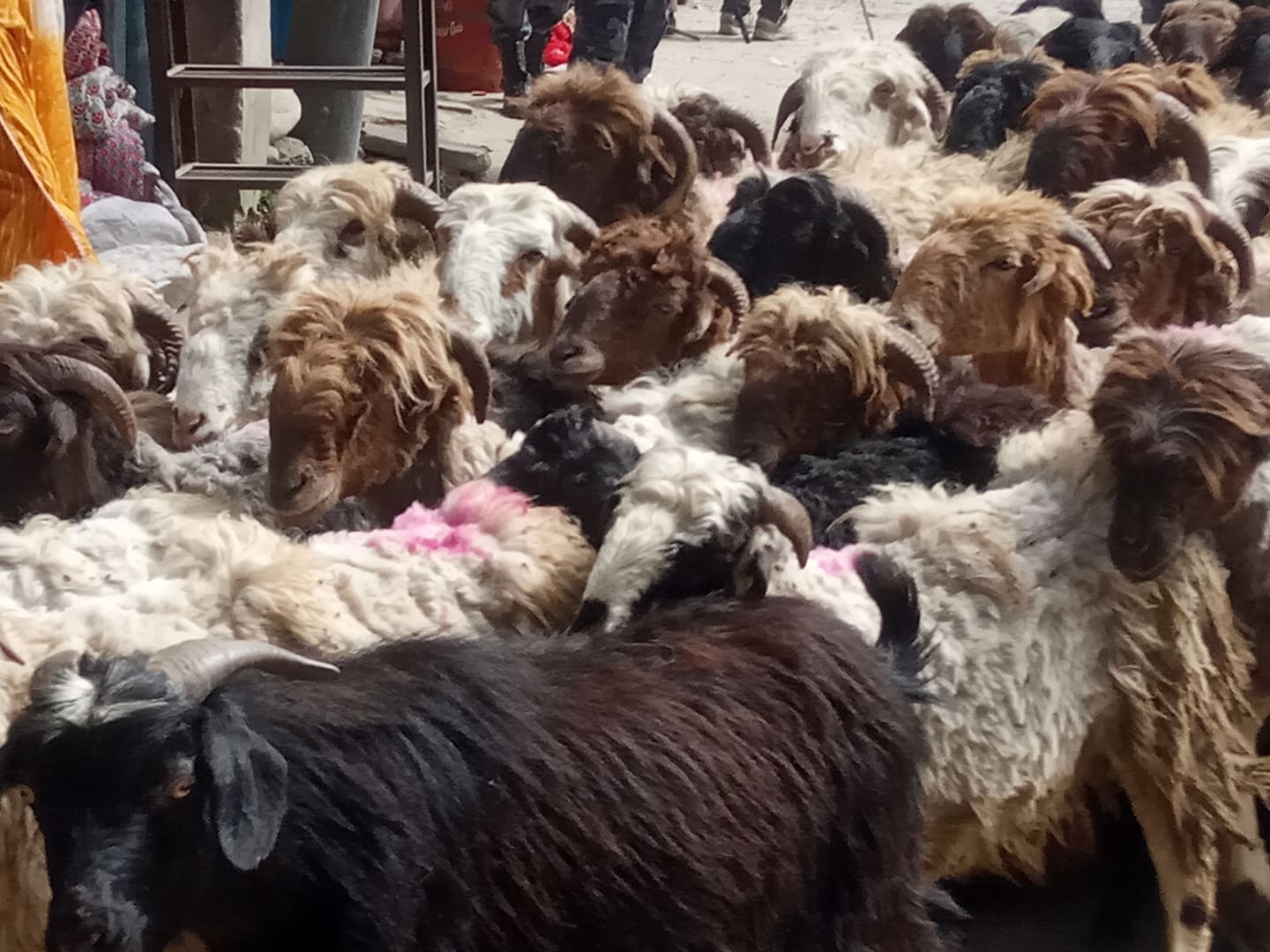 दोब्बरले बढ्यो च्याङ्ग्राको मूल्य