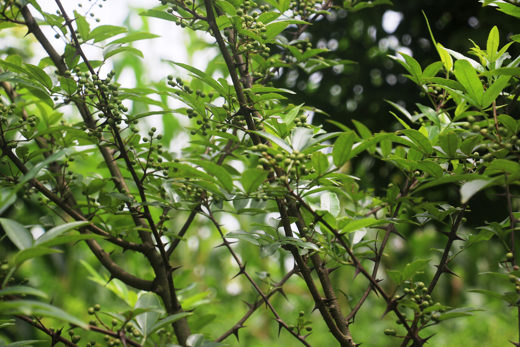 फस्टाउँदै टिमुर खेती