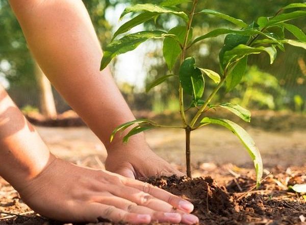 ‘राष्ट्रसेवक कर्मचारी वृक्षरोपण अभियान’अन्तर्गत वृक्षरोपण