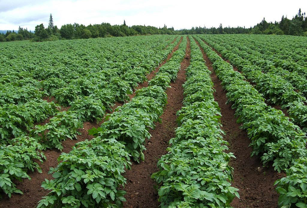 रघुगङ्गामा सामूहिक आलुखेती विस्तार