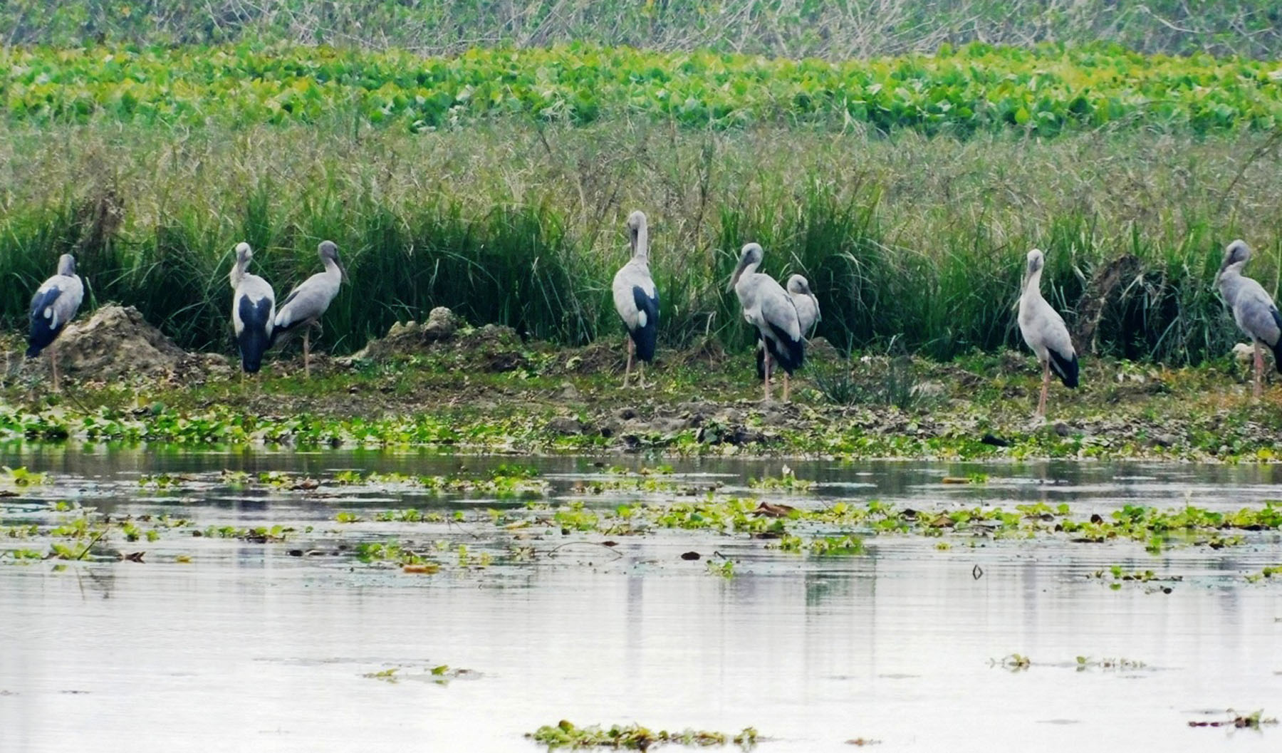 घोघिँफोड चरा