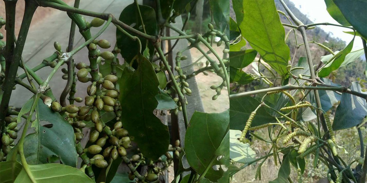 मकवानपुरमा भेटियो दुर्लभ ‘भोटेलहरा’ 