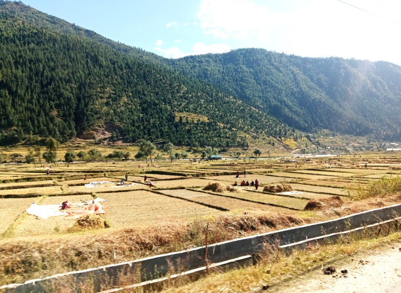 जुम्ली किसानलाई मार्सीधान काट्न चटारो