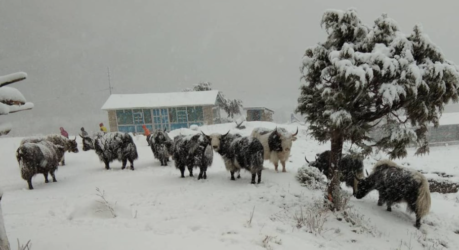 हिमपात पछि किसानलाई सास्ती
