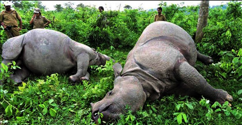 उन्नाइस गैँडा मरे