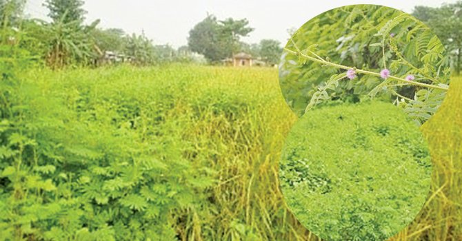 १६० जातका वनस्पति पहिचान