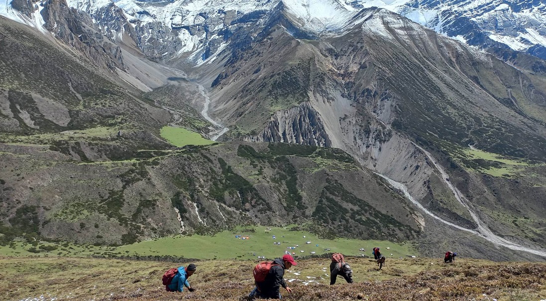 डोल्पामा यार्सा सङ्कलन गर्ने समूहबीच झडप