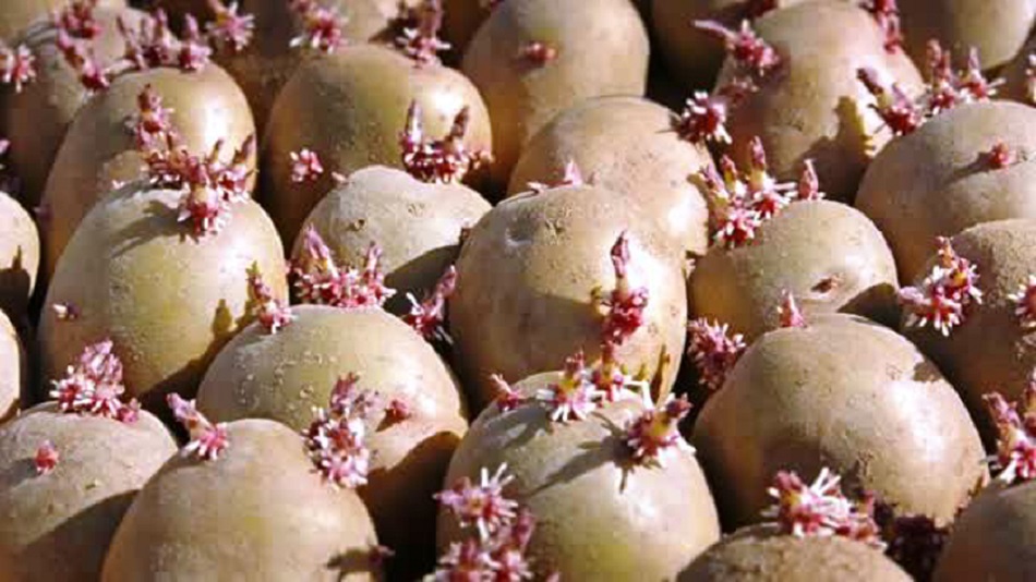होसियार ! यस्तो आलु सेवन गर्नु विष समान हुन्छ ?