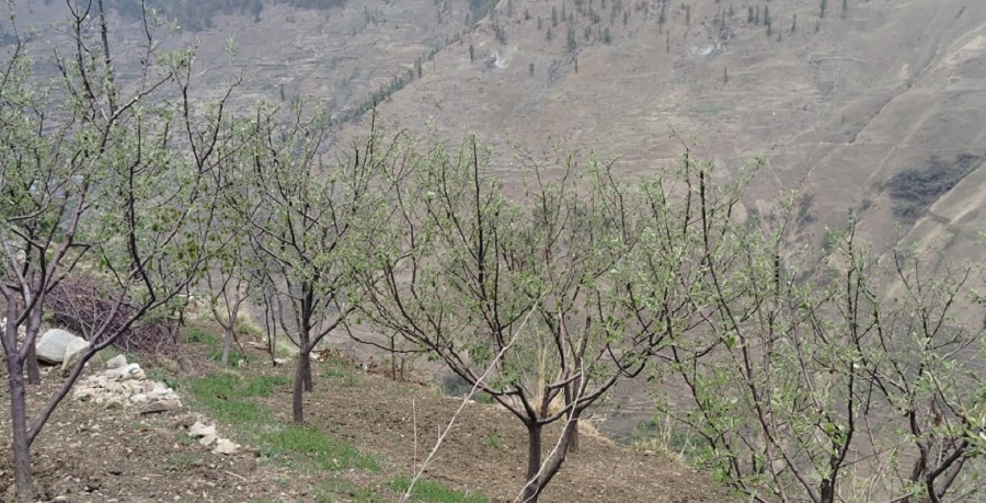 असिना पानीले जुम्लाको स्याउमा लाखौंको क्षति, किसान चिन्तित