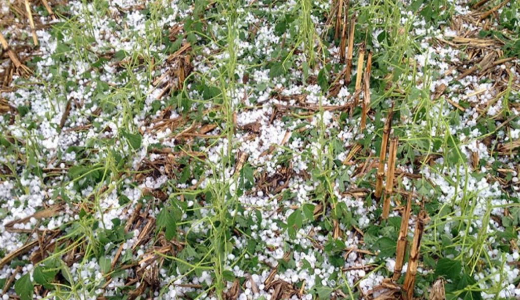 असिनाले बाली नष्ट गरेपछि कृषक चिन्तित