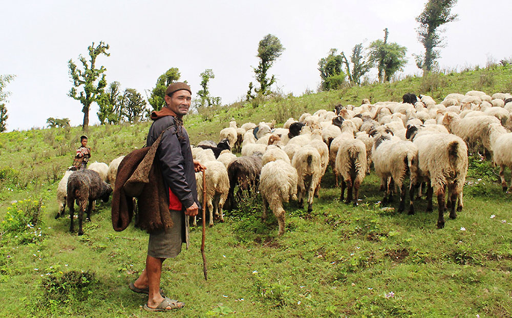 जुम्लाका दुई सय बढी भेडापालक किसानलाई गोठालो भत्ता वितरण