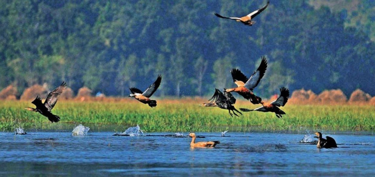 नयाँ प्रजातिका चरा