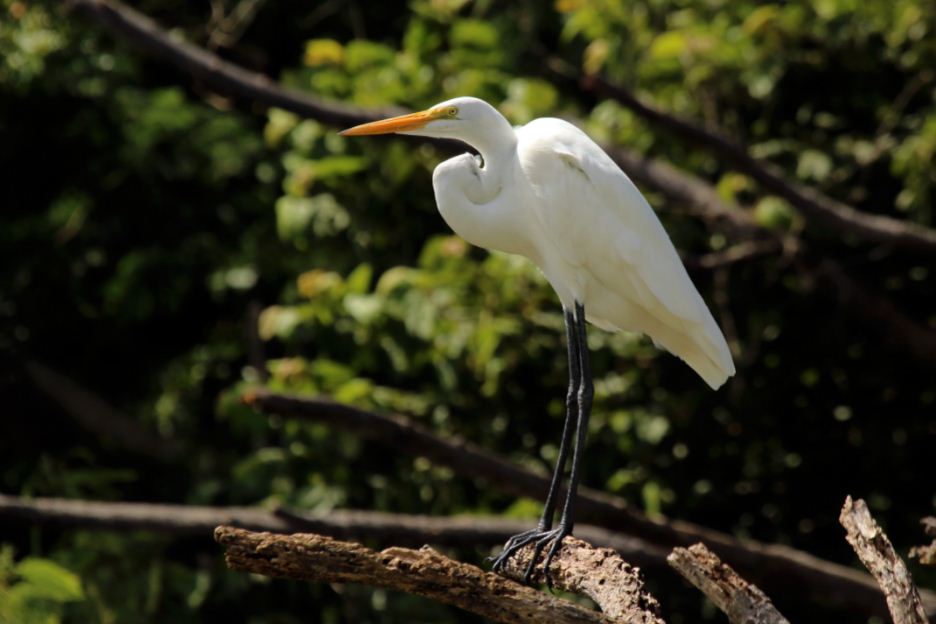 नेपालमा भेटियो नयाँ प्रजातिको ग्रेटर हवाइट चरा 