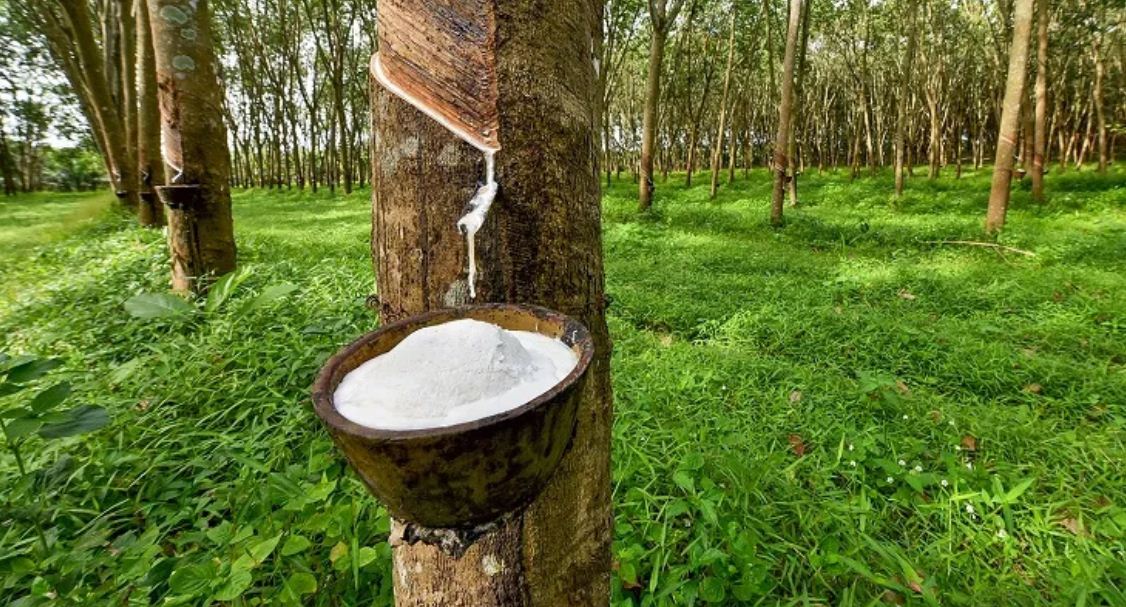 बिरुवा अभावमा रबर खेतीको विस्तार प्रभावित