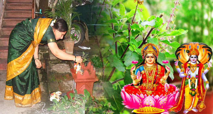 घर घरमा तुलसीको बिरुवा रोपेर एकादशी मनाइँदै 