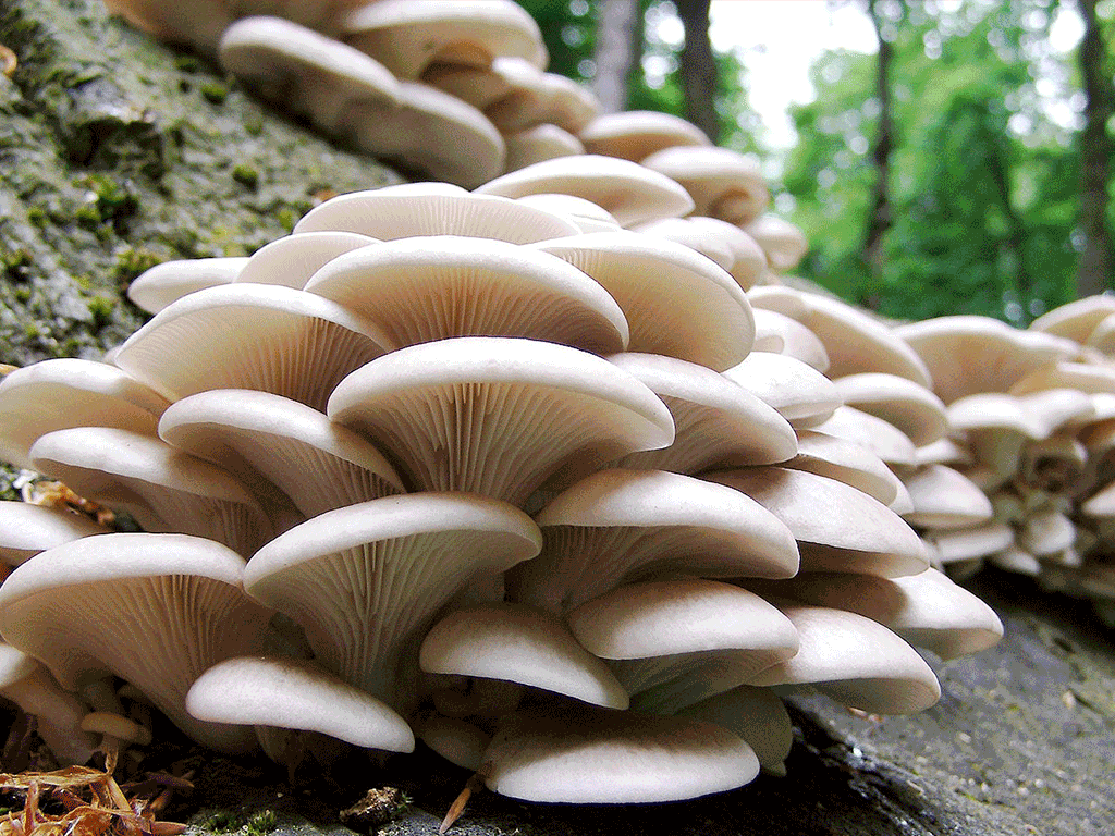 वृद्धाश्रममै च्याउखेती