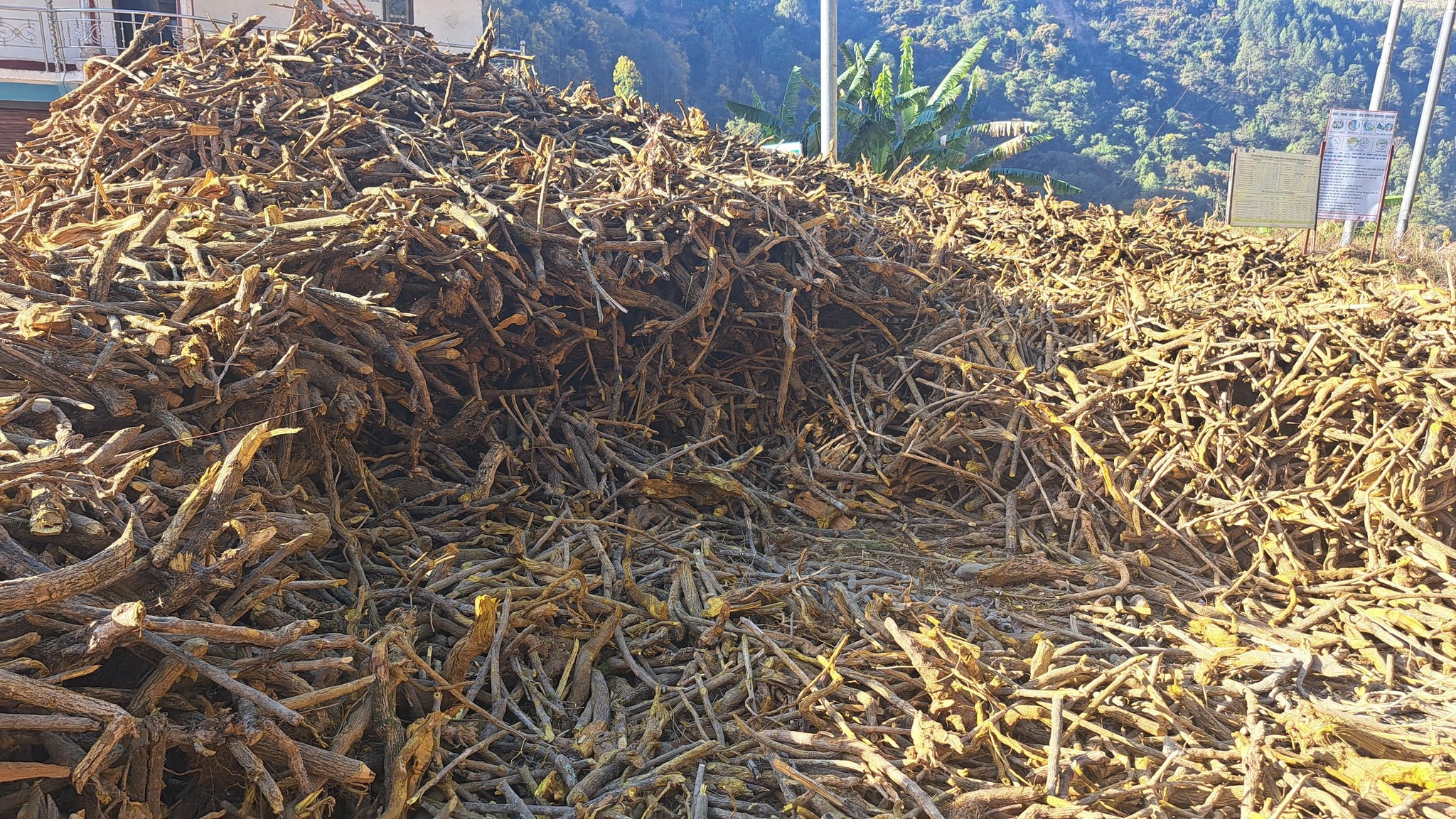 जाजरकोटमा वन फँडानी तीव्र, पर्यावरणीय जोखिम बढ्दै