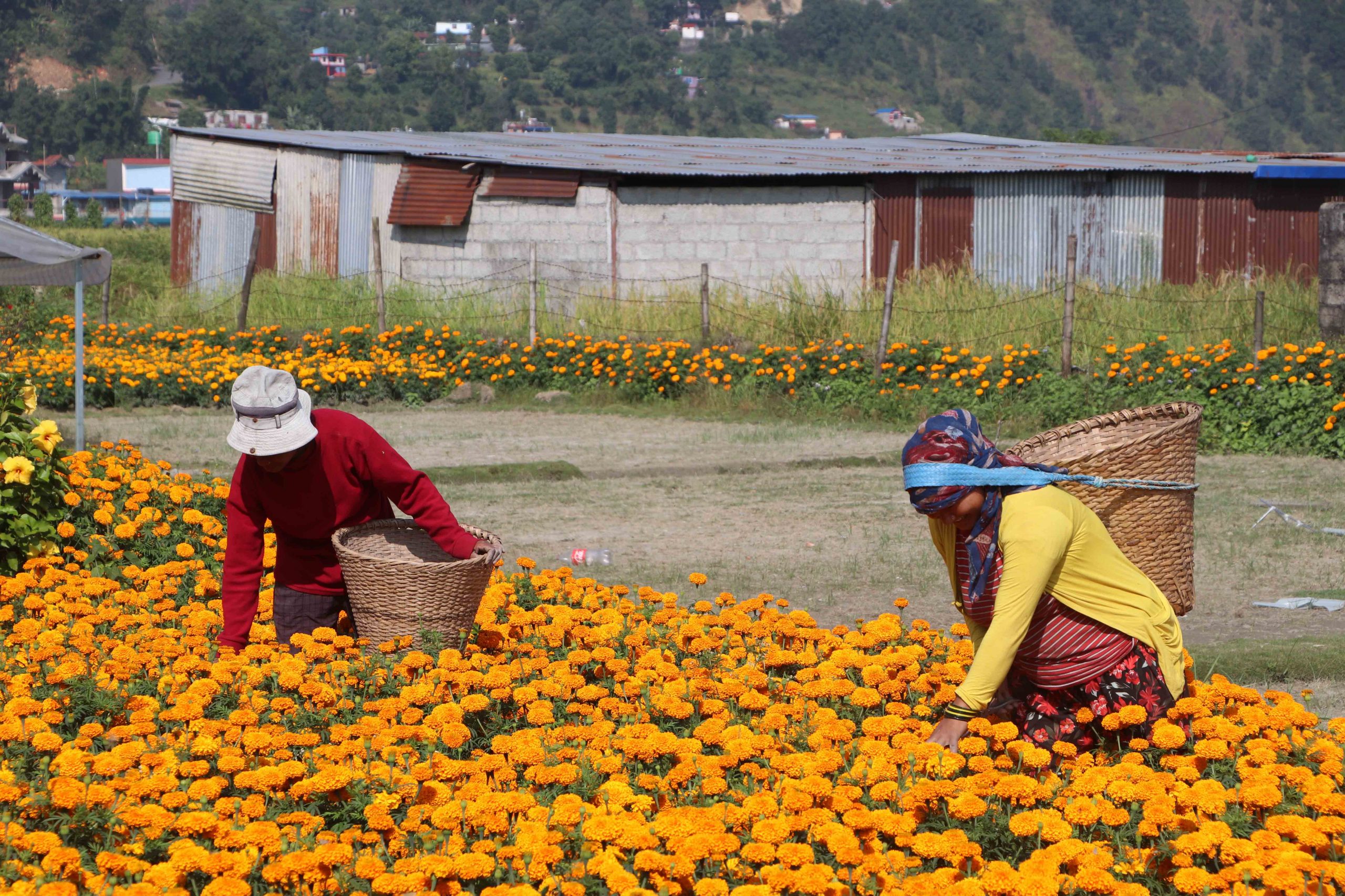 फूलखेतीबाट मनग्य आम्दानी