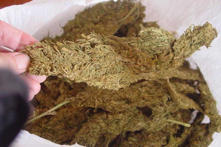 गाँजासहित एकजना पक्राउ