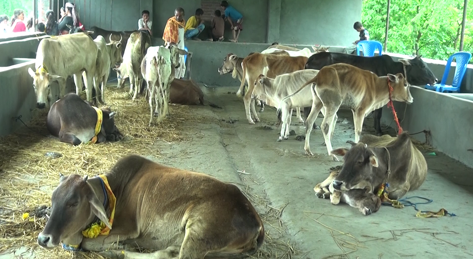 बेलझुडीमा गौशाला सञ्चालन