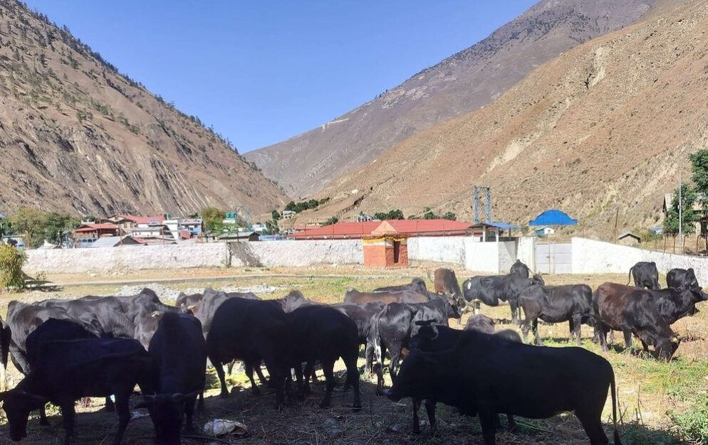 डोल्पामा अवैध रूपमा ल्याइएका ३१ गोरु नियन्त्रणमा