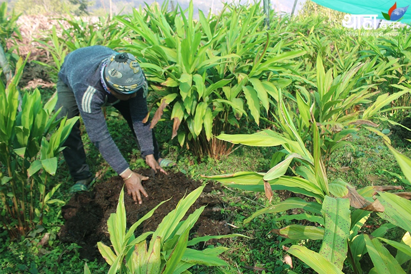 नर्सरी खेतीमा किसान आकर्षित
