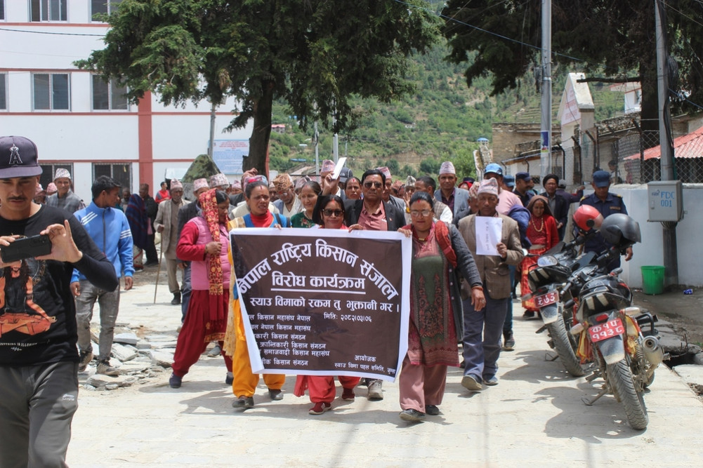 स्याउ बिमाको भुक्तानी माग्दै जुम्लामा किसान आन्दोलन