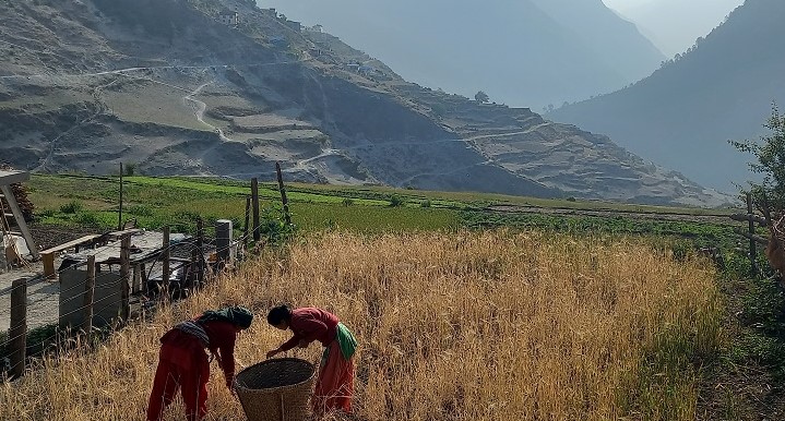 मुगुका किसान जौ भित्र्याउन व्यस्त