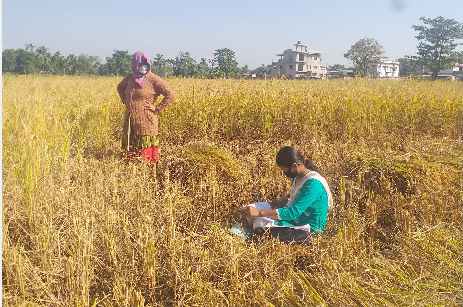 धान खेतमै पुगेर जनगणना