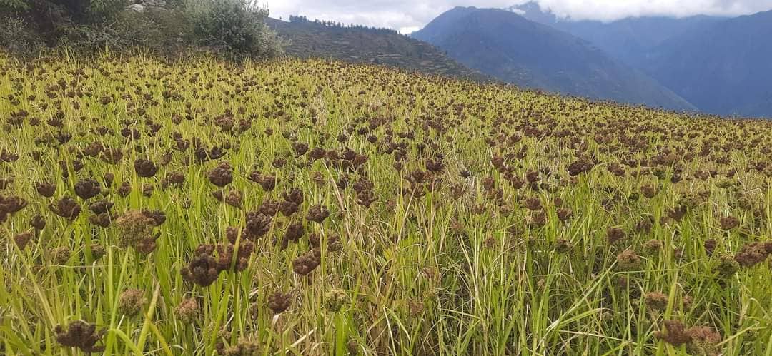 जुम्लामा हराउँदै कोदो खेती