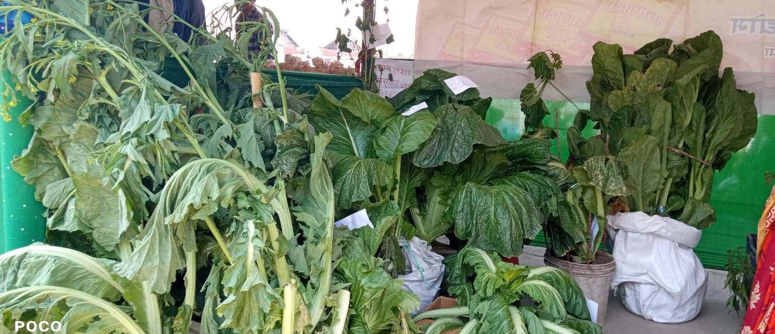 कृषि उत्पादनतिर सहकारी