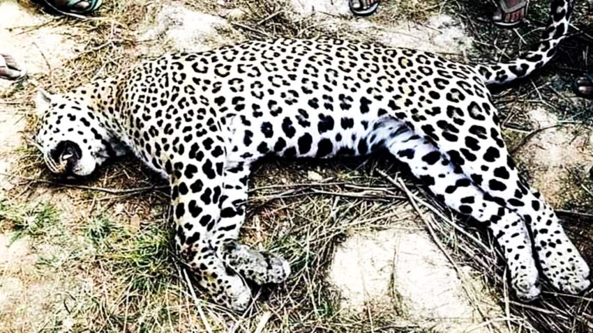 गाडीको ठक्करबाट चितुवा मृत्यु