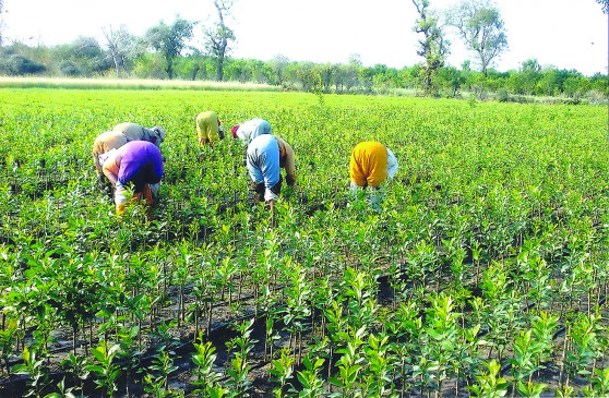 खैरहनीमा निःशुल्क कृषि बीमा