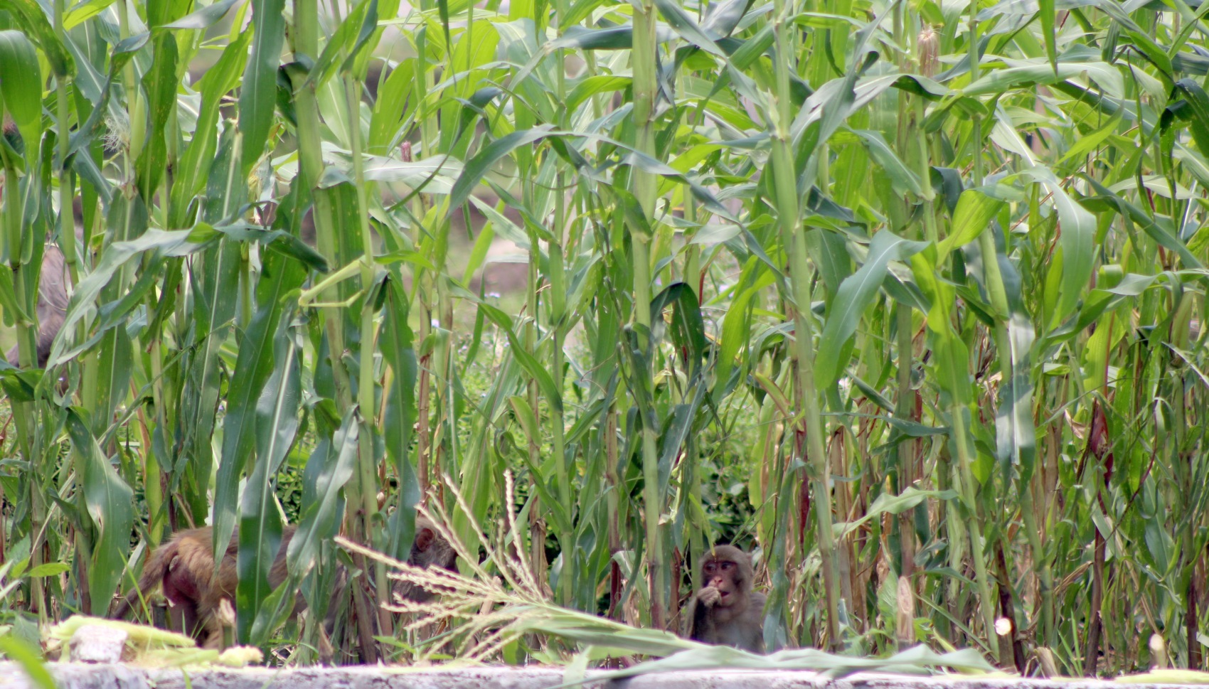 मकै जोगाउन रातमा जाग्राम