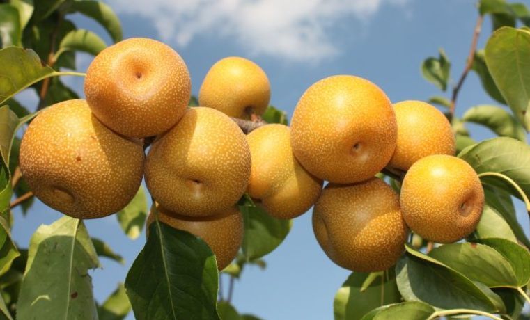 मेलका रुखमा नास्पाती फलेपछि..