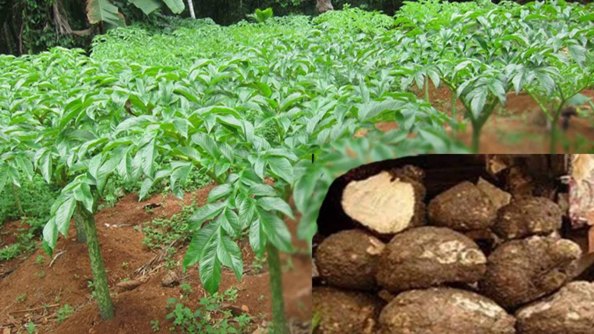 ओलखेतीबाट मनग्ये आम्दानी