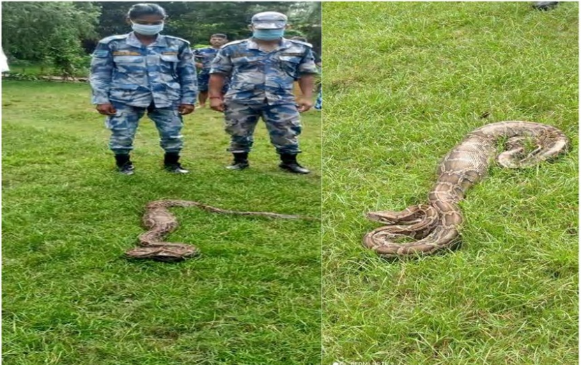 सशस्त्र प्रहरीद्वारा अजिङ्गरको उद्धार