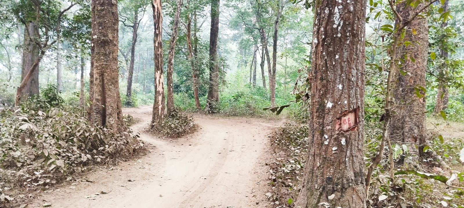 मूलपानी–भुरीगाउँ सडकखण्डको रुख कटान  अघि बढ्यो प्रक्रिया