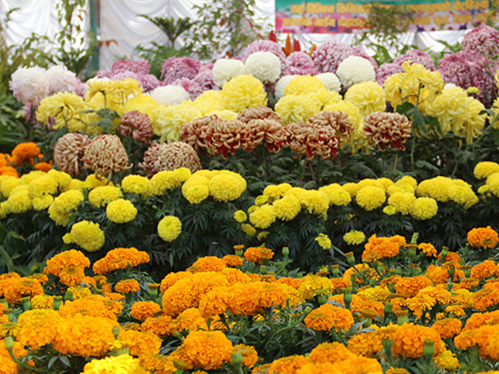 सिङगामा व्यावसायिक फूलखेती