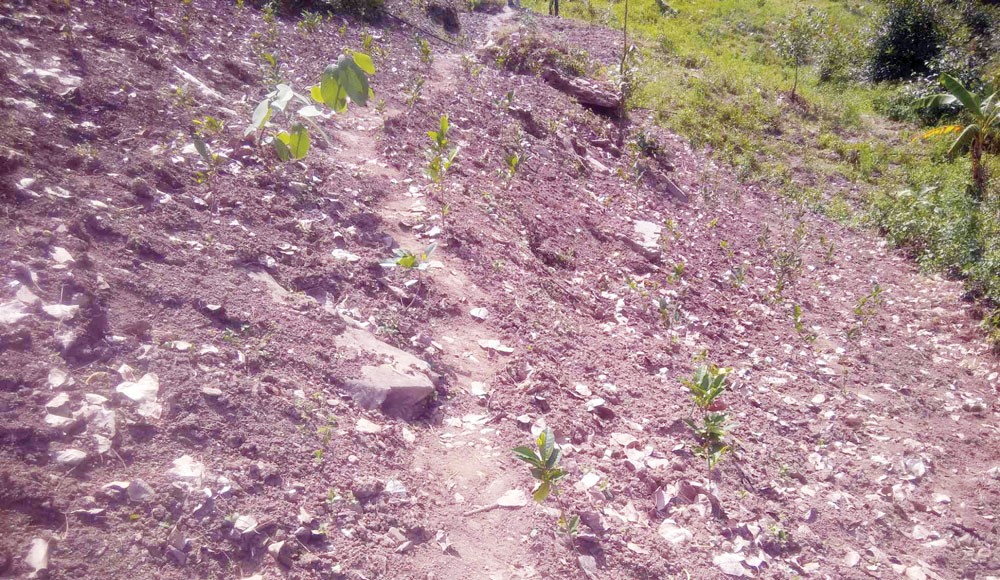 जाजरकोटको शिवालयमा चिया खेती विस्तार