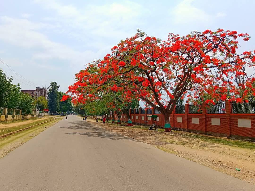 सुर्खेतमा ढकमक्क गुलमोहर !