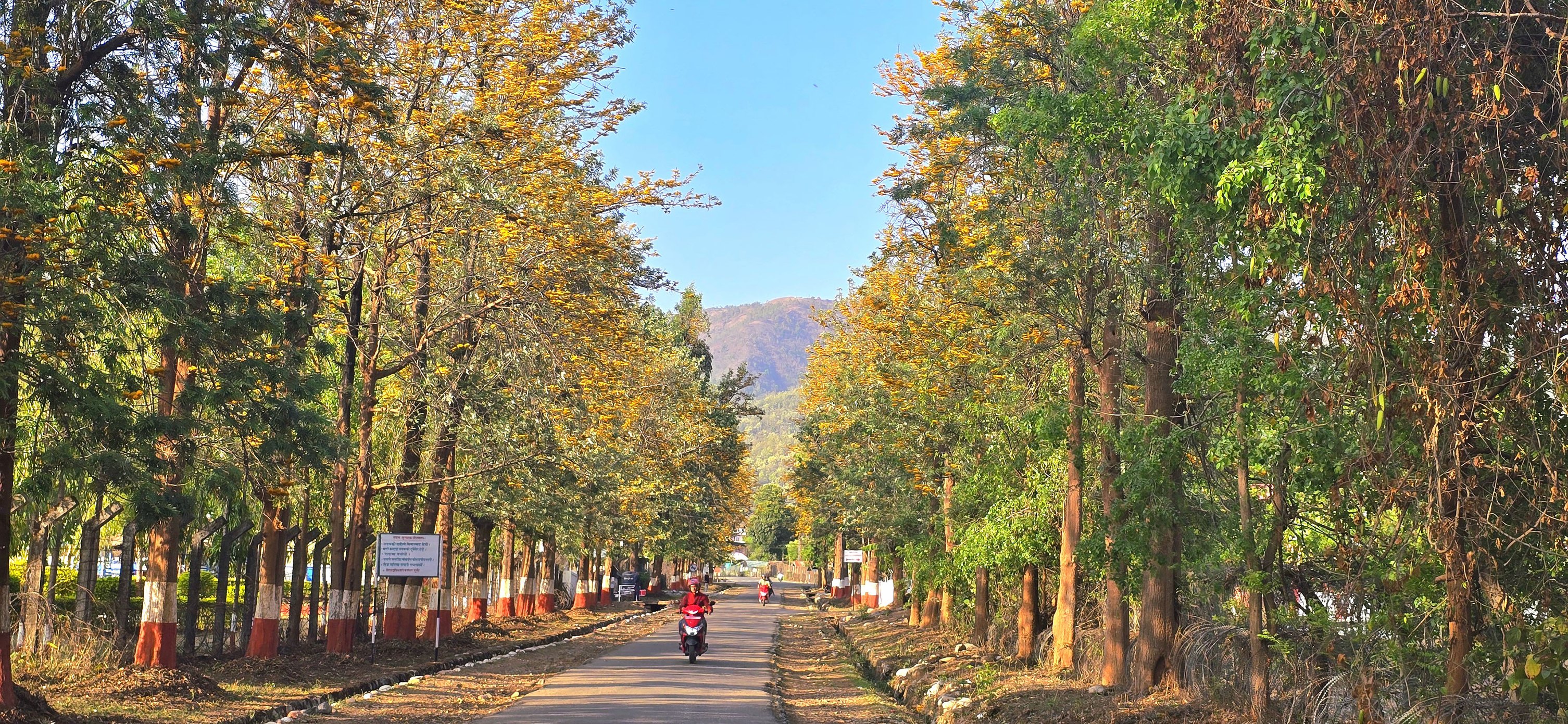 आहा  ! सडक किनारमा ढकमक्क फुलेका फूलहरु